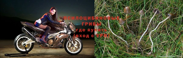 прущие крисы Надым